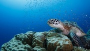 News from Beneath the Surface of the Sea at Maldives’ Six Senses Laamu