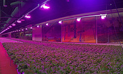 Horticultural LED system brings vertical farming to biomass crops (VIDEO)