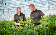 Dutch grower uses supplemental LED lighting